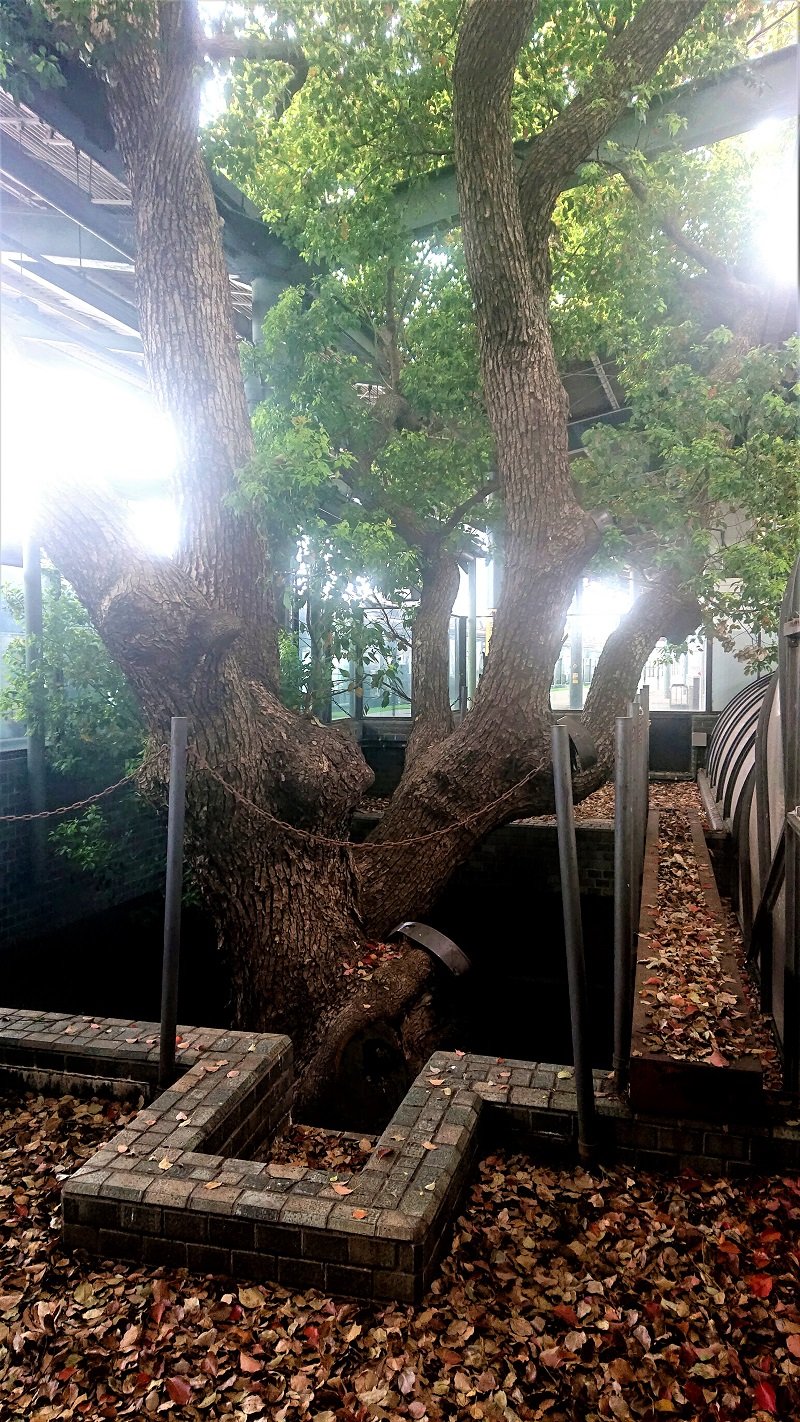 ⛩️ 카야시마 신사 (萱島神社) 이미지 5